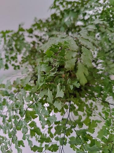 домашние растения: Адриантум (венерин волос) в керамическом кашпо - Домашний папоротник — 3