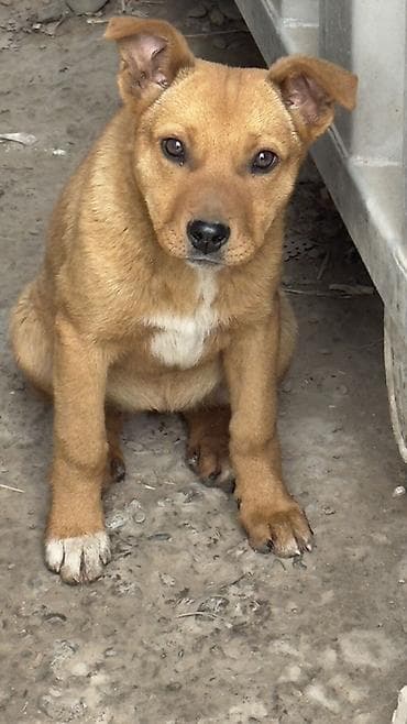 бюро находок животных: Наша собака девочка, красавица ищет хозяина)) - Возраст: примерно 4–6 — 2