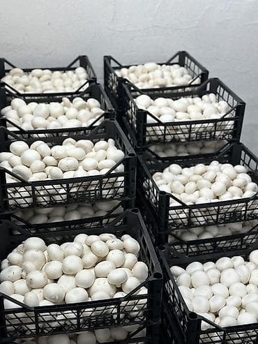Производство Fresh Button Farm Приглашает на работу сборщиков урожая ! at lalafo.kg Производство Fresh Button Farm Приглашает на работу сборщиков урожая !