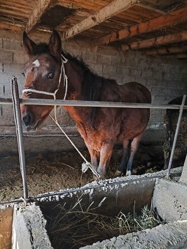 шпица купить: Продаю | Кобыла (самка) | Рабочий — 3