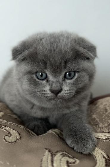 белый шотландский котенок: Скотиш Фолд (Шотландская вислоухая), 2 месяца, Девочка, Голубой, Приучена к лотку — 8