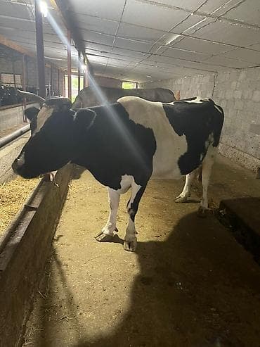 Үй жаныбарлары: Сатам | Уй (ургаачы) | Аргын | Сүт алуу үчүн | Байланган — 1