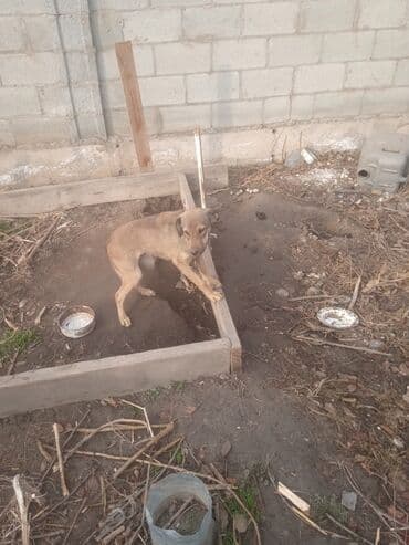 Отдам собачку в хорошие руки!Девочка.4 месяца.Кушает всё!