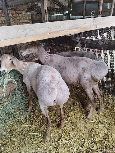 купить ястреба для охоты: Продаю | Овца (самка) | Для разведения | Матка — 4