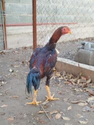 номер приюта для животных бишкек: Продаю | Куры — 4