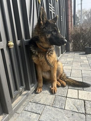 Услуги ветеринара: Собака даром: Немецкая овчарка, 1 год, Самка — 5