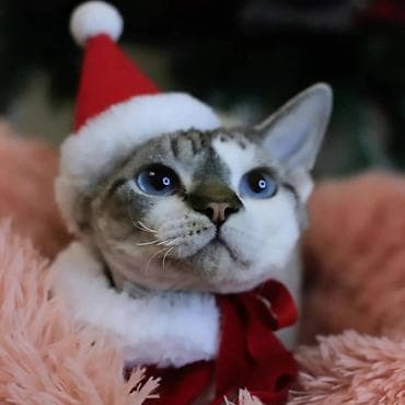 сколько стоит сфинкс цена: Продаётся мальчик,по имени Оскар под кастрацию.Вывожу из — 2