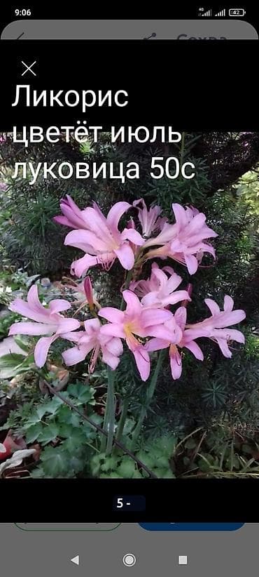 люпин цветок: Лилии —Фьюжн 250-300луковицы для посадки, Ликорис-Голая дама 80 — 8
