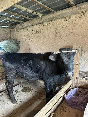 собака такса щенок: Продаю | Бык (самец) | На откорм | Племенные — 2