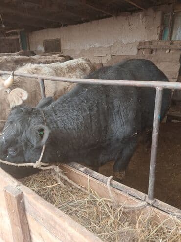 животные кот: Продаю | Бык (самец) | Абердин-ангус — 3