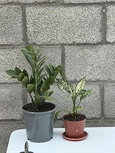 Комнатные растения в горшках — комплект из 2 штук: - Замиокулькас (ZZ