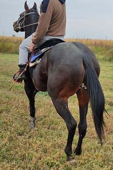 Айыл-чарба жаныбарлары: Сатам | Байтал | Англиялык | Ат спорту | Асыл тукумдуу — 3