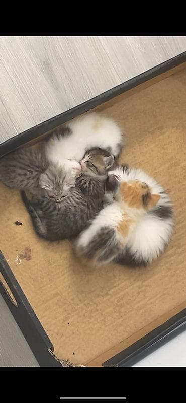 Животные: Котята, помёт из 5 малышей. Окрас разный: - два тигровых — 1