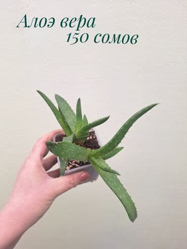 где можно купить корень имбиря: ● Комнатные растения (укоренённые черенки, молодые растения, взрослые — 10