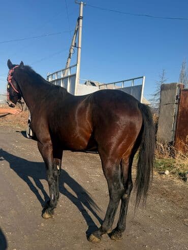 птицефабрика продает кур несушек: Продаю | Конь (самец) | Конный спорт — 3