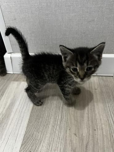отдам породистых котят: Котёнок тигрового окраса. продаются обои один мальчик вторая девочка — 4