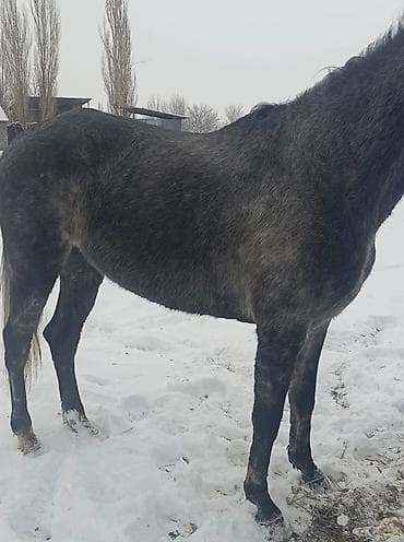 тайлар сатылат: Продаю | Кобыла (самка) | Английская | Для разведения, Конный спорт | Племенные — 4