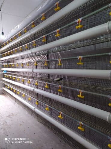 container house дома из контейнеров бишкек, контейнеры в бишкеке фото: Продаю готовый бизнес контейнер для содержания кур несушек со всеми — 3