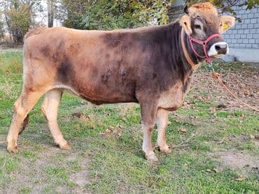 собаки для охраны: Продаю | Тёлка | Швицкая | Для молока | Стельные, Искусственник, Нетель — 1