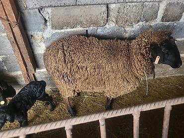 дакан яйца: Продаю | Овца (самка) | Меринос, Романовская | Для разведения | Матка — 2