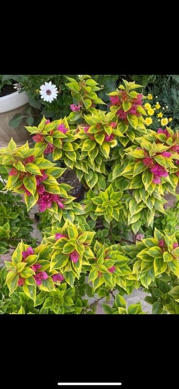 клематис бал цветов купить: Бугенвиллия в горшке (разные окраски прицветников) - Вид — 12