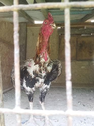 купить птиц: Продаю | Петух | Бойцовая | Для разведения — 1
