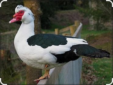 яйцо павлина: Мускусная утка (индоутка), 2шт корозу бар по 1500сом — 1