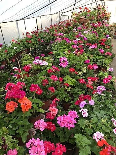 осень весна: Пеларгония (герань) — рассада и взрослые кусты в горшках - — 3