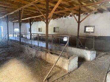 сдаю дом без хозяин: Сдается помещение 1500тыс КВ м имеются 3 сарая 1навес 1конюшня — 8