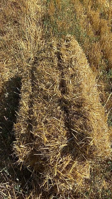 Үй жаныбарлары: Арпа Саман с поля сатылат сокулукта — 1