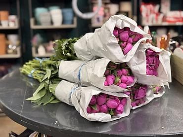 бутон: ПИОНЫ ОПТОМ Свежие бутоны Цена договорная Цвета: розовый, белый — 3