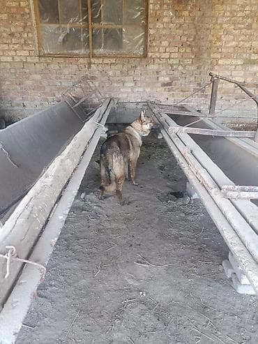 Вязка: Восточноевропейская овчарка, Самец, 2 года, С родословной, С прививкой