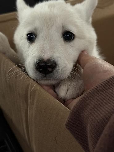 щенки бельгийской овчарки: Бельгийская овчарка, 3 месяца, Самка — 2