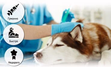 Грызуны: Усыпление! Усыпление! Усыпление! (Эвтаназия собак и кошек) звоните — 2