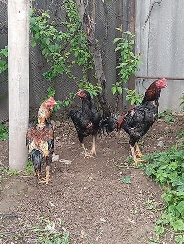 кунай минато: Продаю | Петух | Дакан | Для боев — 2