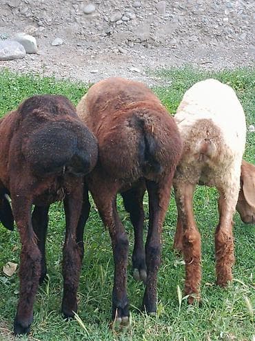 Животные: Продаю | Ягненок | На забой — 4