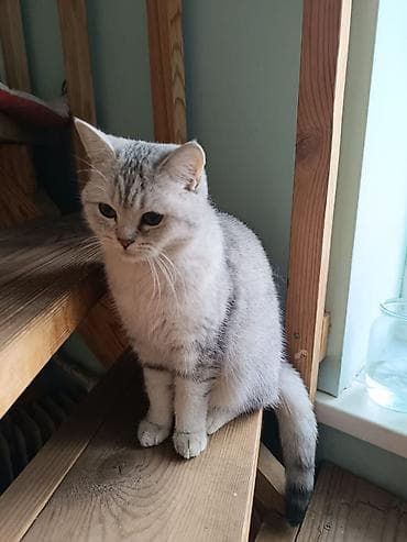 Продаётся кошка породы скоттиш-страйт Возраст — 10 месяцев. Здоровая