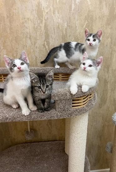 Үй жаныбарлары: Котята ищут любящую семью. Возраст- почти 2 месяца. К туалету — 1