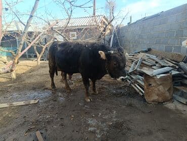 кролик французский баран: Продаю | Бык (самец) | Швицкая | Для разведения, Для молока | Осеменитель, Искусственник — 3