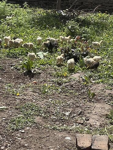 домашние птицы: Продаю | Цыплята | Домашняя | На забой — 6