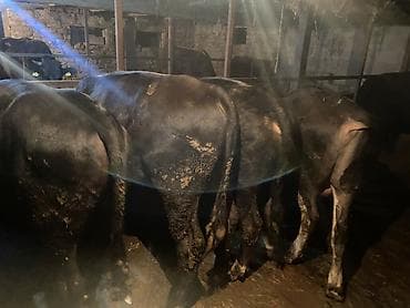 самый лучший сильный умный собака: Продаю | Бык (самец) | Полукровка, Алатауская, Швицкая | На откорм | Осеменитель — 4