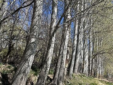 продаю недвижимость: Продаётся дом 4х комн с большим яблоневым садом 1гектар. Сад окружён — 7