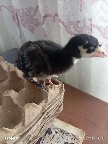 ак жугору: Сатам | Балапан күрп | Союуга | Асыл тукумдуу — 4