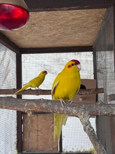 продать животных: Пара декоративных птиц — КАКАРИКИ (новозеландские краснолобые — 1