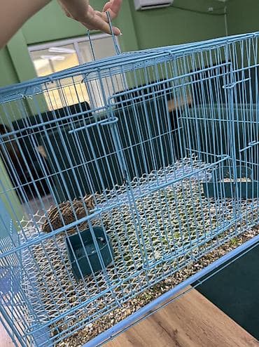 жаренный мороженое: Правесанал повар керек Лагман Манты Пельмен туйгонго — 5