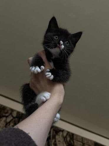 продать кошку: Кошка даром: Скотиш Фолд (Шотландская вислоухая), Девочка, Приучена к лотку — 6