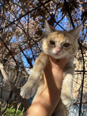 британская кошка купить: 4 месяца, Мальчик, Метис, Приучена к лотку, Проглистована — 10