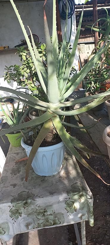 денежный цветок: Алоэ (Aloe vera) в горшке - Крупное взрослое растение с мощной — 2