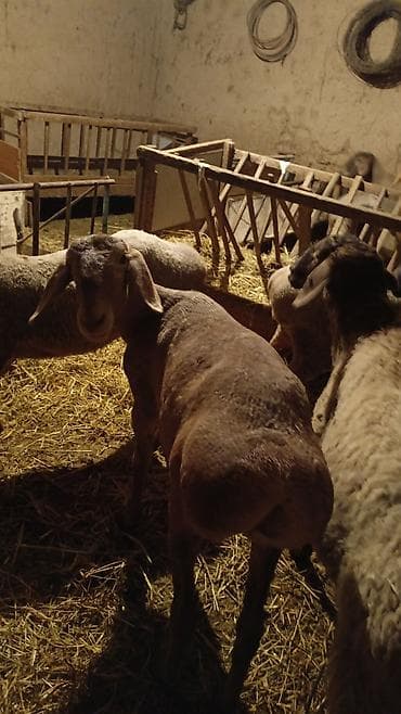 арашан ко: Сатам | Ургаачы кой (ургаачы) | Арашан, Аргын | Союуга, Көбөйтүү үчүн | Ургаачы, Токту — 3