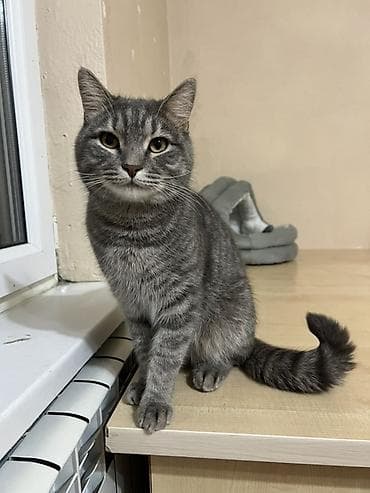 нужна кошка: Беспородная, 2 года, Мальчик, Серый, Приучена к лотку — 1